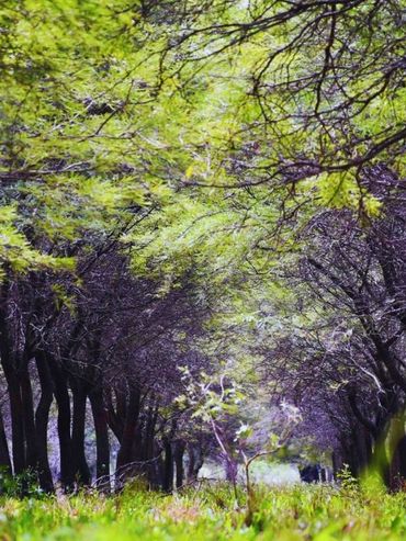 Algarrobo blanco, un recurso forrajero para la ganadería en sistemas silvopastoriles