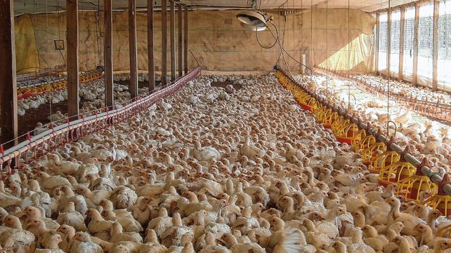 Se comió más pollo en abril