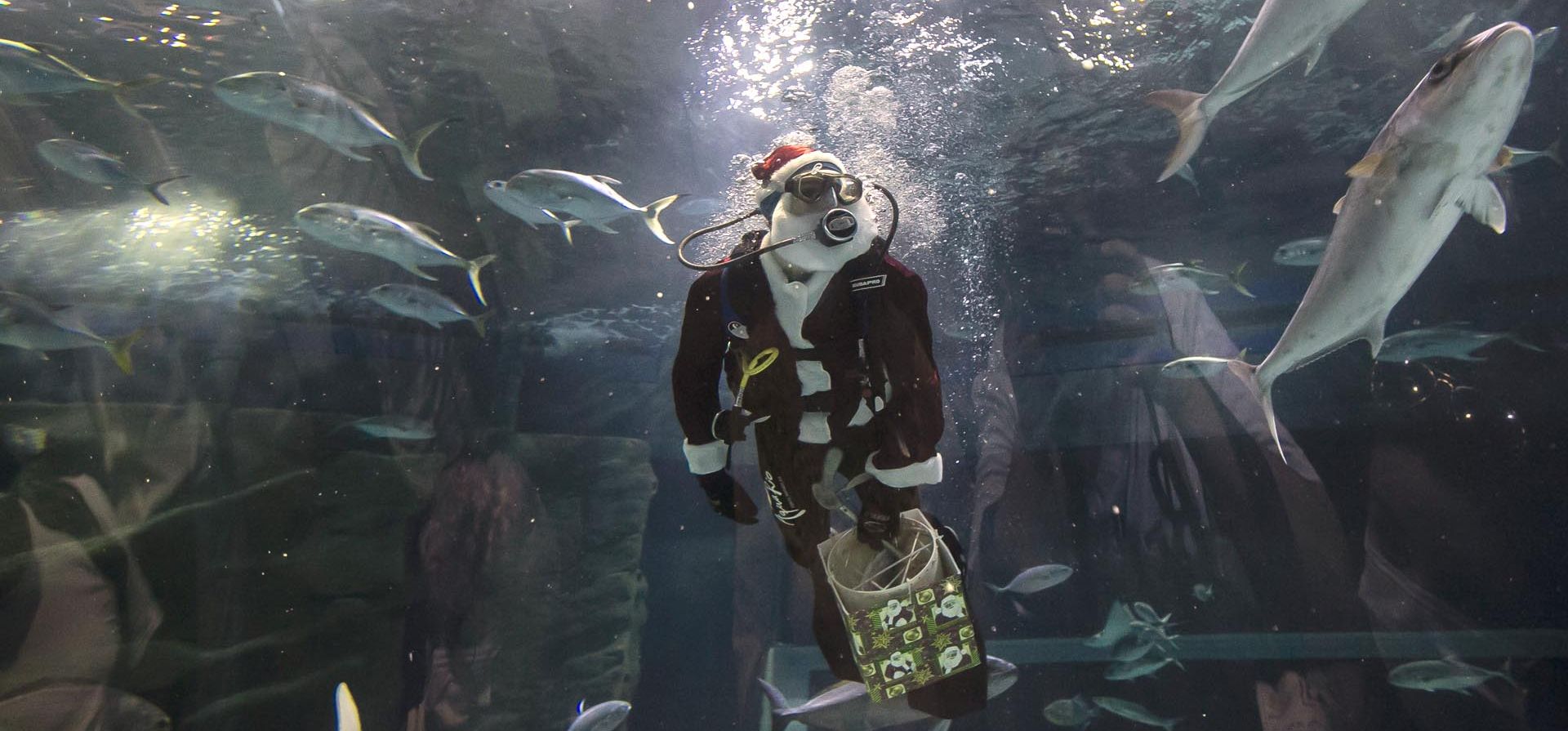 Un buzo ataviado con ropa de Papá Noel nada dentro de un tanque en el acuario AquaRio durante la semana navideña en Río de Janeiro, Brasil. Foto: AP
