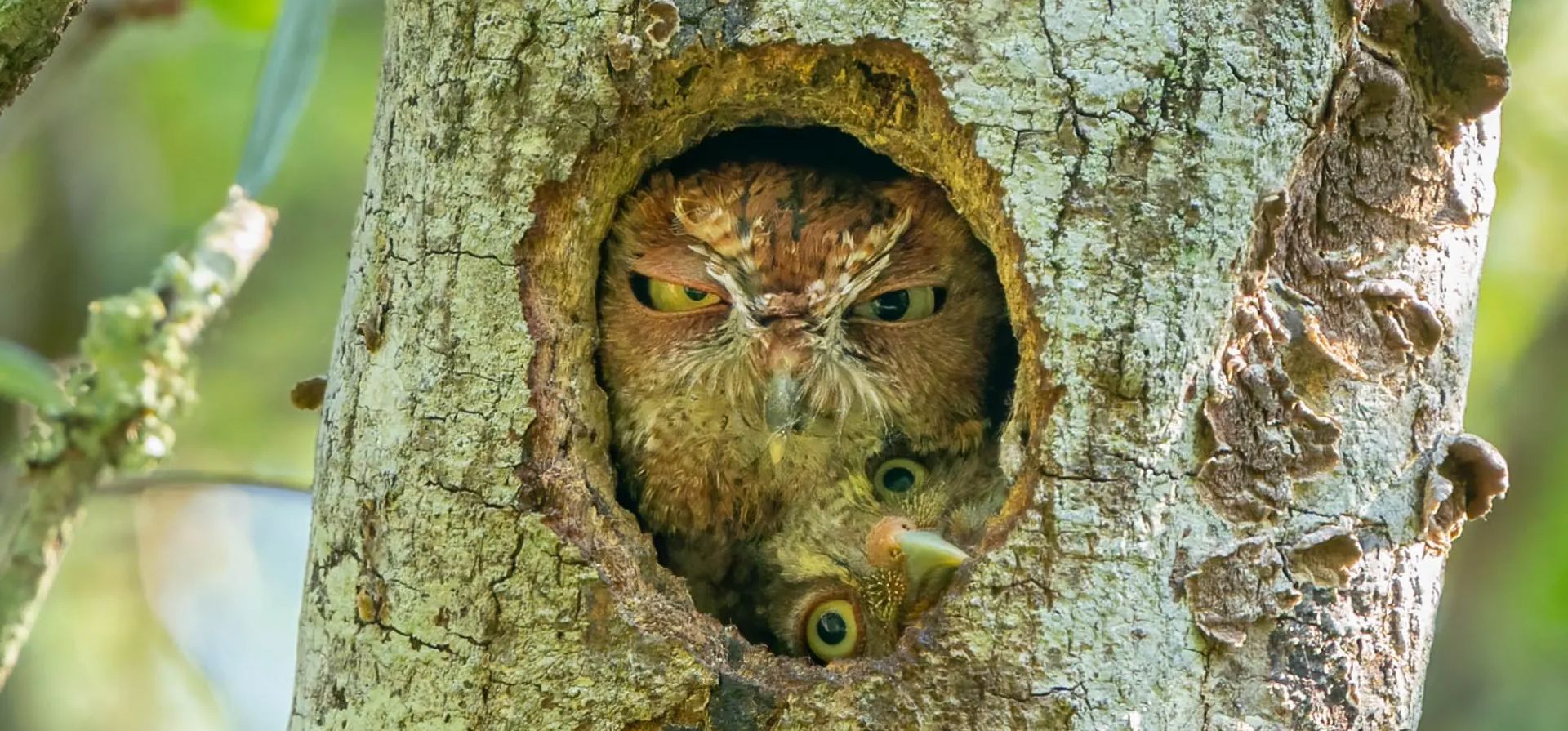 "Ajuste apretado". Un mochuelo oriental intenta mirar desde el nido que comparte con su madre, en un parque de Florida, EE. UU. Fotografía: Mark Schocken/info@comedywildlifephoto.com Facebook Twitter