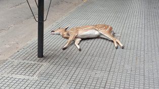 Atropellaron un ciervo axis en pleno Bulevar