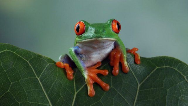 El Día del Animal se conmemora con el fin de celebrar a todas las especies del país y prevenir la extinción de muchas de estas.