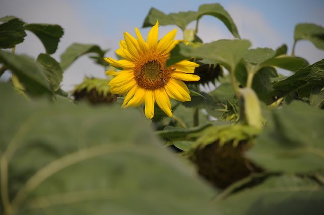 Situación. El girasol se quedó sin reintegros a la exportación.