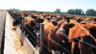 Enero en rojo para la carne vacuna: la faena cayó casi 12% y la producción retrocedió 10%
