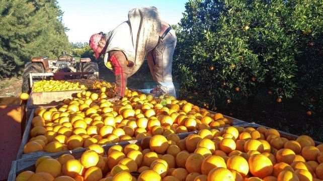 Productores. Por ley de oferta y demanda