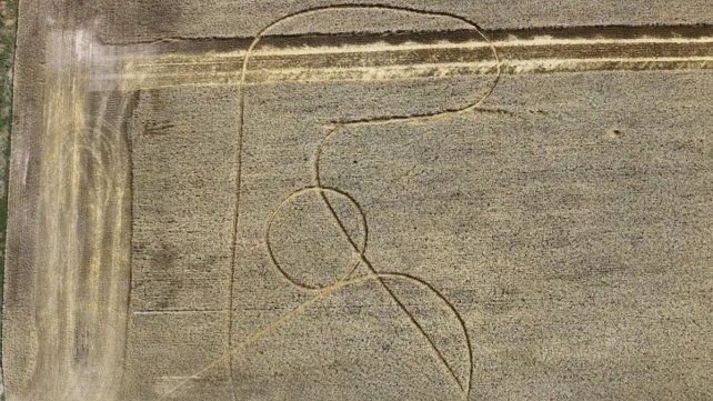 Sorpresa en Avellaneda por las marcas en un trigal Sorpresa en Avellaneda por las marcas en un trigal