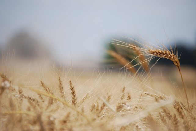 Un algoritmo ayuda a calcular la dosis óptima de nitrógeno en trigo