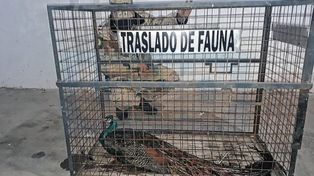 Mucho trabajo para bajar un pavo real del árbol de 20 metros