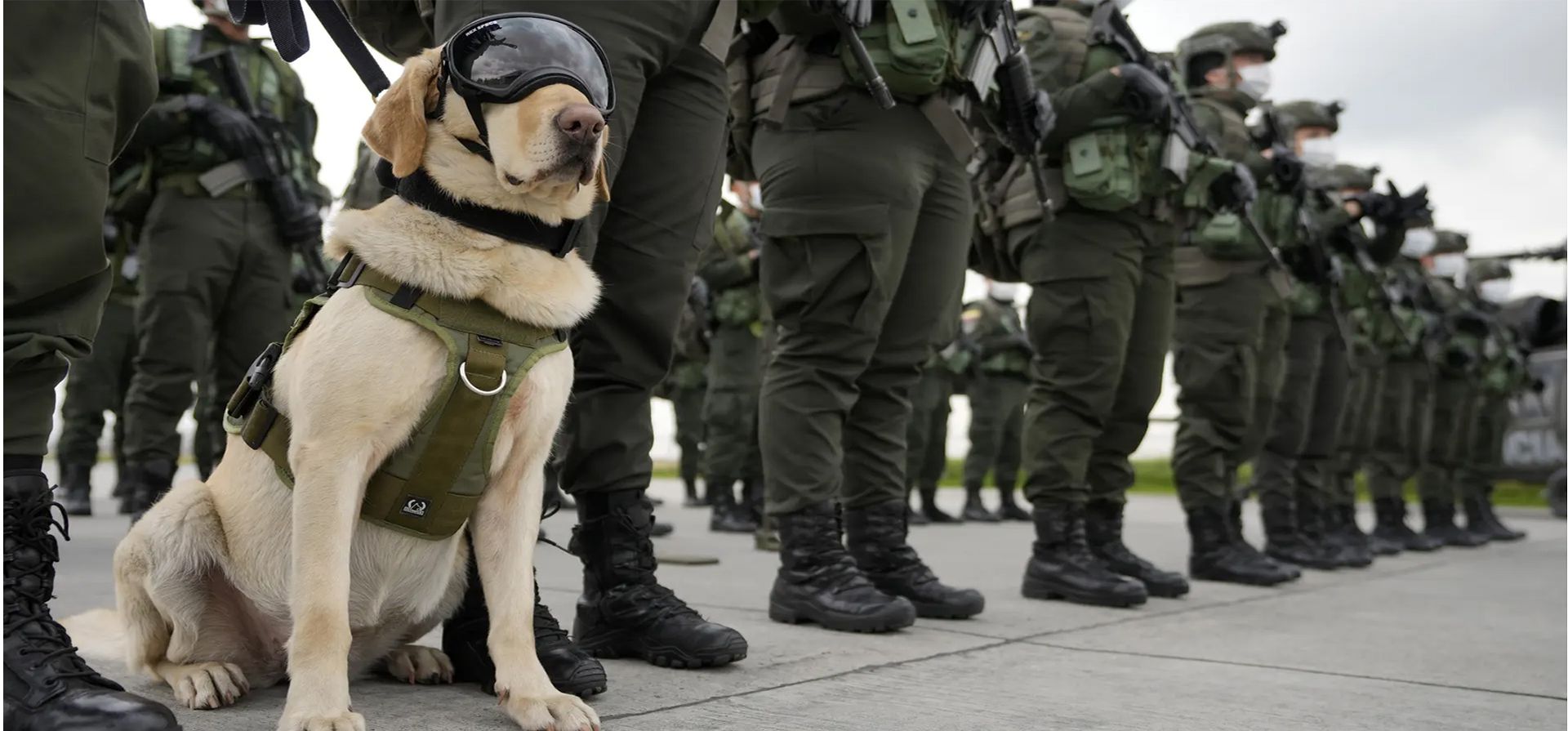 Un perro rastreador de drogas se sienta junto a su manejador en una ceremonia que marca el 35ª aniversario de la fuerza policial antinarcóticos de la ciudad, Bogotá, Colombia. Fotografía: Fernando Vergara/AP