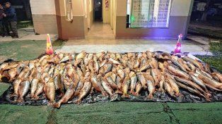 Decomisaron 1.000 kilos de dorados sin habilitación en Paso Cerrito.
