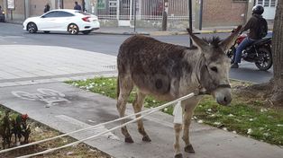 Un burro paseaba por las calles santafesinas