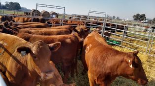 La raza Angus debería avanzar más al norte de Santa Fe y Córdoba donde se vende muy bien