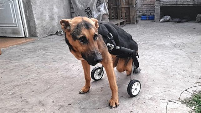 Policía fabrica carro para mascotas con movilidad reducida