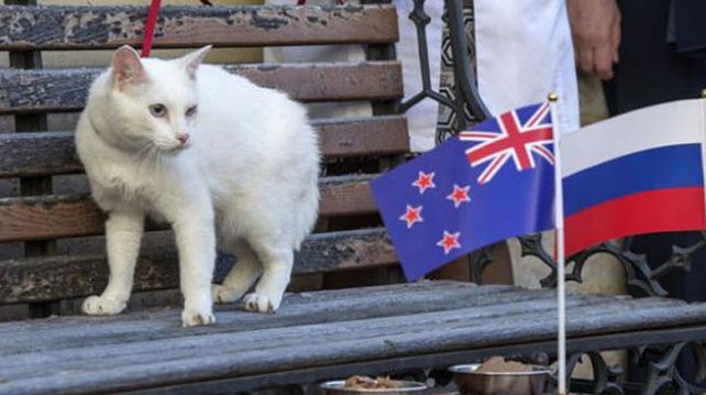 Ya está el remplazante del Pulpo Paul: Aquiles, un gato blanco y sordo