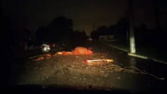 Oro Verde: temporal tumbó árboles y dejó sin agua ni luz a la escuela Alberdi