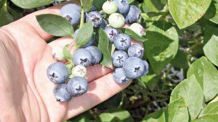 Entre Ríos exportó en 2025 más de 4.200 toneladas de arándanos