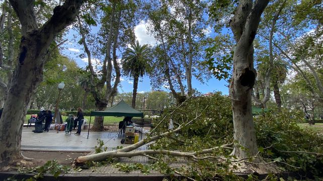 Un hombre resultó herido al caer una enorme rama en la feria de plaza San Martín