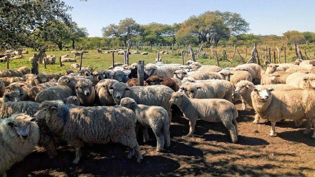 Entre Ríos: salió el primer embarque de carne ovina a Medio Oriente tras casi 20 años.