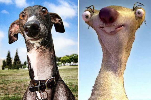 Personas, animales y objetos que son similares entre sí