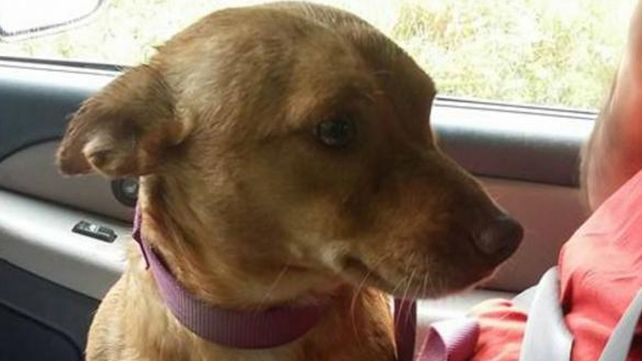 Una carta sobre el abandono de las mascotas que se volvió viral Una carta sobre el abandono de las mascotas que se volvió viral
