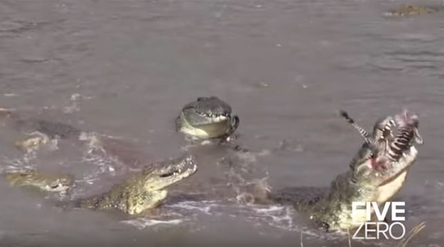 El triste final de una cebra bebé en manos de una manada de cocodrilos