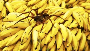 En Uruguay se registraron una decenas de mordeduras causadas por arañas del banano, pero ninguna grave porque no afectó a los grupos con mayor riesgo