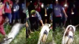 Hallan el cadáver de un hombre desaparecido en el interior de una pitón