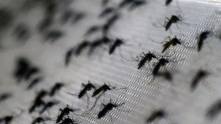 Dengue: 201 casos confirmados en la provincia de Santa Fe