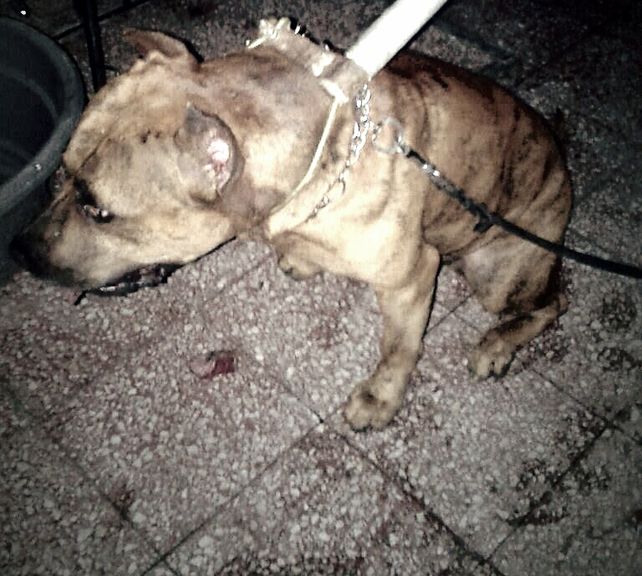 Un perro pitbull atacó a su dueño en su departamento de barrio Candioti