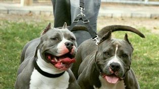 Sacrificarían a dos pitbull que atacaron ferozmente a un ladrón