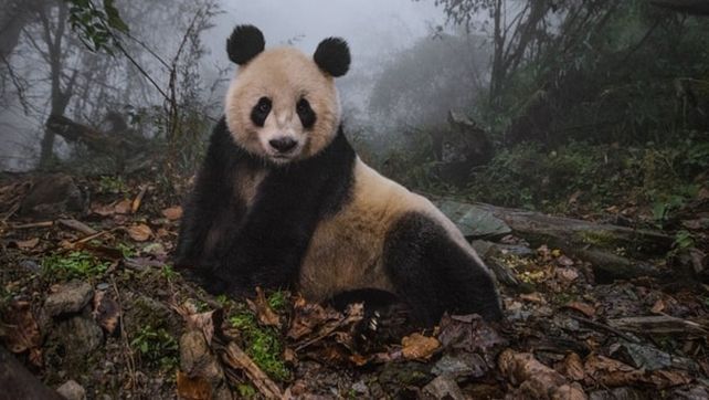 National Geographic presentó sus mejores fotografías de vida salvaje