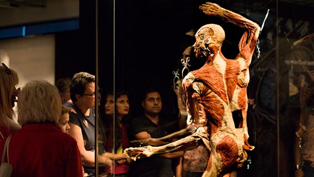 El museo de anatomía Body Worlds en Londres exhibe increíbles figuras