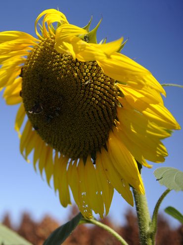 Récord histórico: proyectan 3 millones de hectáreas para la campaña de girasol 2026/27