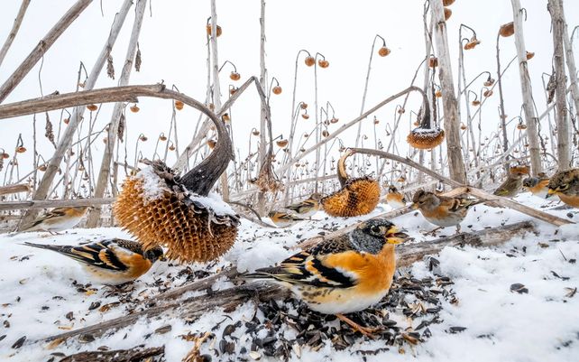 Un gran campo de girasoles, que no se pudo cortar este año debido al nivel del agua, atrajo a miles de especies de aves este invierno, en su mayoría verderones, jilgueros y zarzas.