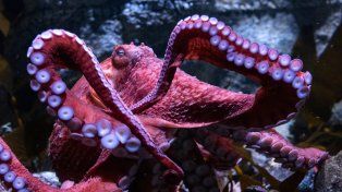 Una hembra de pulpo se deja morir para cuidar huevos que no darán crías