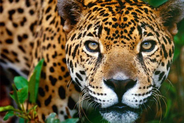 Perfume con atracción felina
