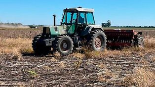Crucíferas: claves para arrancar con el pie derecho