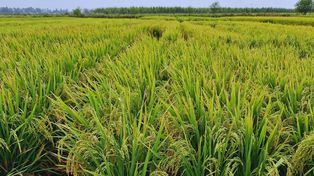 Presentan dos nuevas variedades de arroz adaptadas a los sistemas productivos nacionales