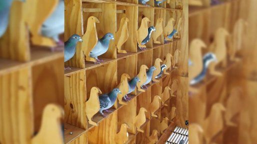 Colombófilos denuncian mala interpretación ante el proyecto para derogar la ley que protege a la paloma mensajera