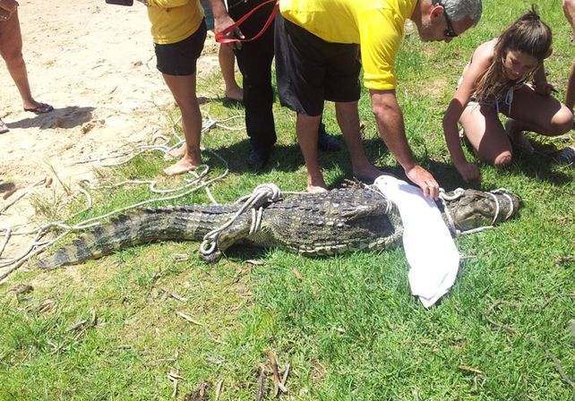 Sorpresa. El sábado apareció en la zona de boyado de la costanera. Los guardavidas que trabajan en las playas lo vieron y rescataron.