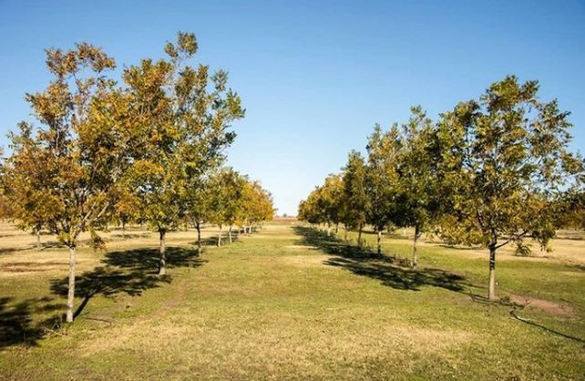 Una hectárea de pecán rinde lo mismo que ocho de soja