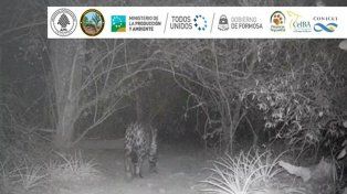 Así se registró un nuevo ejemplar de yaguareté (Panthera onca) dentro del área protegida.