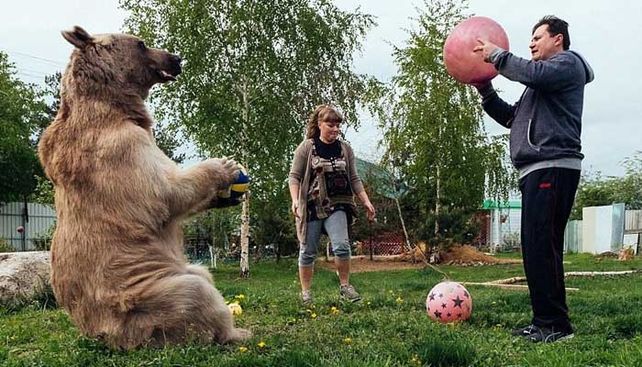 La increíble historia del oso adoptado que comparte la mesa y mira TV en el sofá