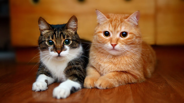 Día Internacional del gato: cómo nace y por qué se celebra la jornada