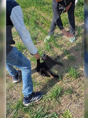 General Ramírez: denuncian a tres adolescentes por torturar y matar a un gatito y viralizar los videos en redes
