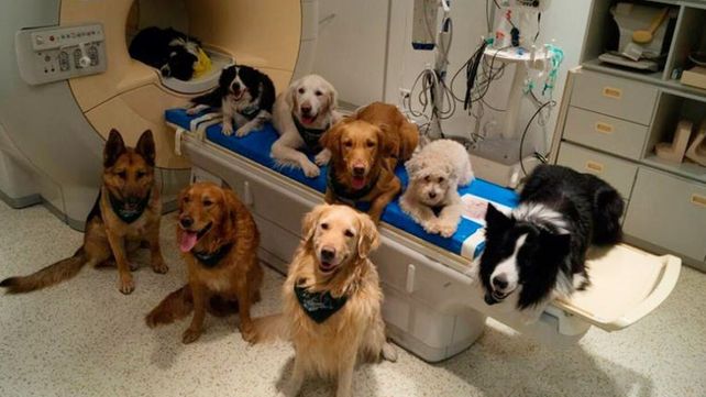 Los perros entienden el lenguaje humano