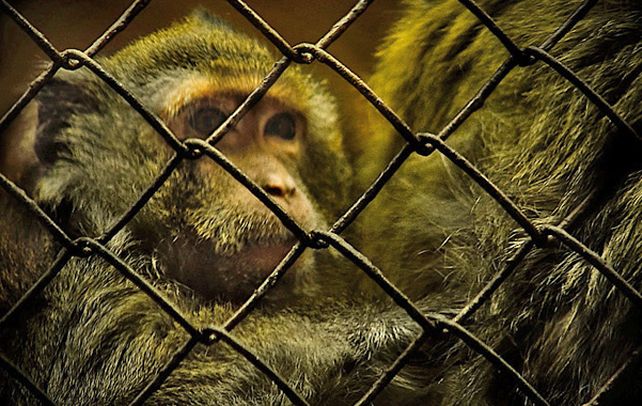 Revelador. Los chimpancés son los más afectados por la caza furtiva.