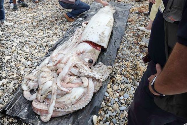 ¿Apareció “El Kraken” sobre una playa española?