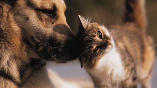 Enfermedades por contacto con mascotas