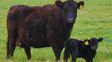 La nutrición de la vaca puede definir el futuro productivo del ternero